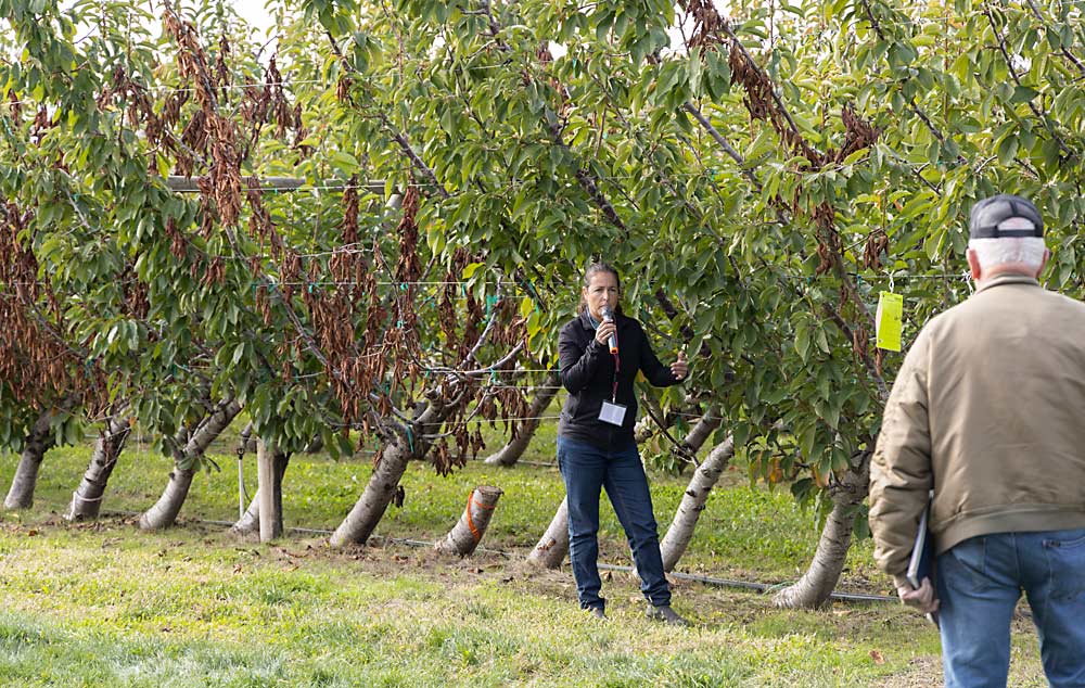 WSU’s Bernardita Sallato talks about best practices for removing infected trees while standing in front of an example of how applying herbicide to a stump cut can reveal if root-grafting, which could transmit the pathogen, is present in the block. The dead tree next to the stump cut died from just the root-transmitted glyphosate injury. (Kate Prengaman/Good Fruit Grower)