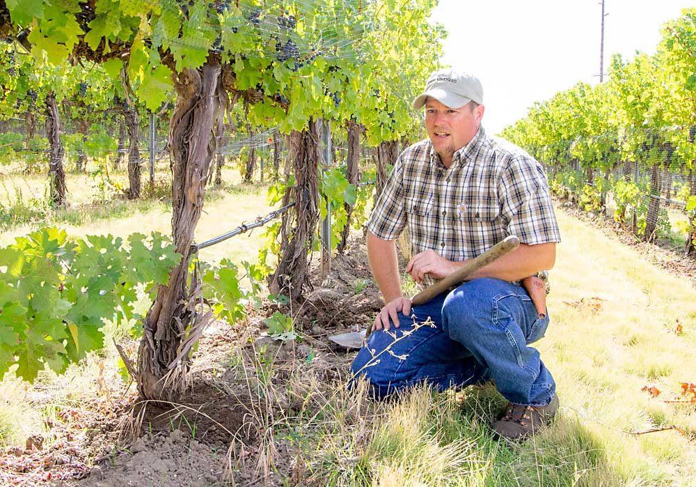 Viticulturist Jason Magnaghi shows how he manages the risk of cold damage to grafted Cabernet Sauvignon on Riparia rootstocks by growing and burying spare canes, at Figgins Family Wine Estates’ vineyards in Walla Walla, Washington. In the wake of phylloxera detections in the Walla Walla AVA, growers and winemakers are starting to talk about the management challenges of adopting rootstocks. (Kate Prengaman/Good Fruit Grower)