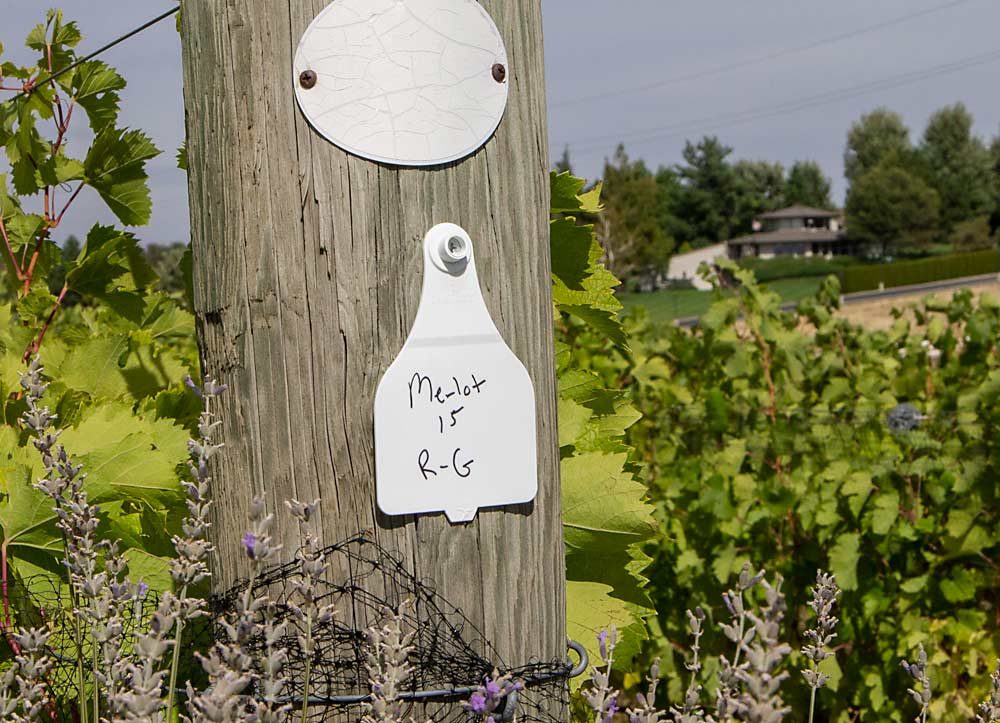 At Figgins Family Wine Estates’ Loess Vineyard in Walla Walla, this post marks a row where Merlot grows on Riparia rootstocks. The trial was planted in 2003 and, after some initial struggles with decreased vigor that required increased irrigation emitters, viticulturist Jason Magnaghi said he now forgets the vines are even grafted. (Kate Prengaman/Good Fruit Grower)