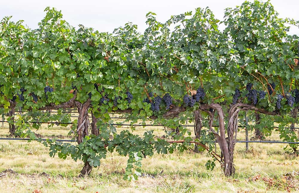 Cane burial is standard practice at Figgins Family Wine Estates in Walla Walla, so that vines can be retrained if there’s cold damage, but the practice is especially beneficial for grafted vines, which can’t be retrained from the roots if the vine is killed. (Kate Prengaman/Good Fruit Grower)