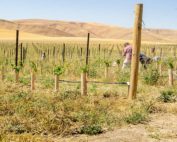 A crew weeds a new planting by hand in a Walla Walla, Washington-area vineyard in early September. The detection of phylloxera in several area vineyards means growers are trying to minimize soil movement that could pose a risk of spreading the pest. (Kate Prengaman/Good Fruit Grower)