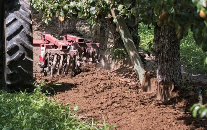 A Wonder Weeder is pushed through an organic pear block, mulching and cultivating the soil around the base of the trees on July 15, 2015. (TJ Mullinax/Good Fruit Grower)