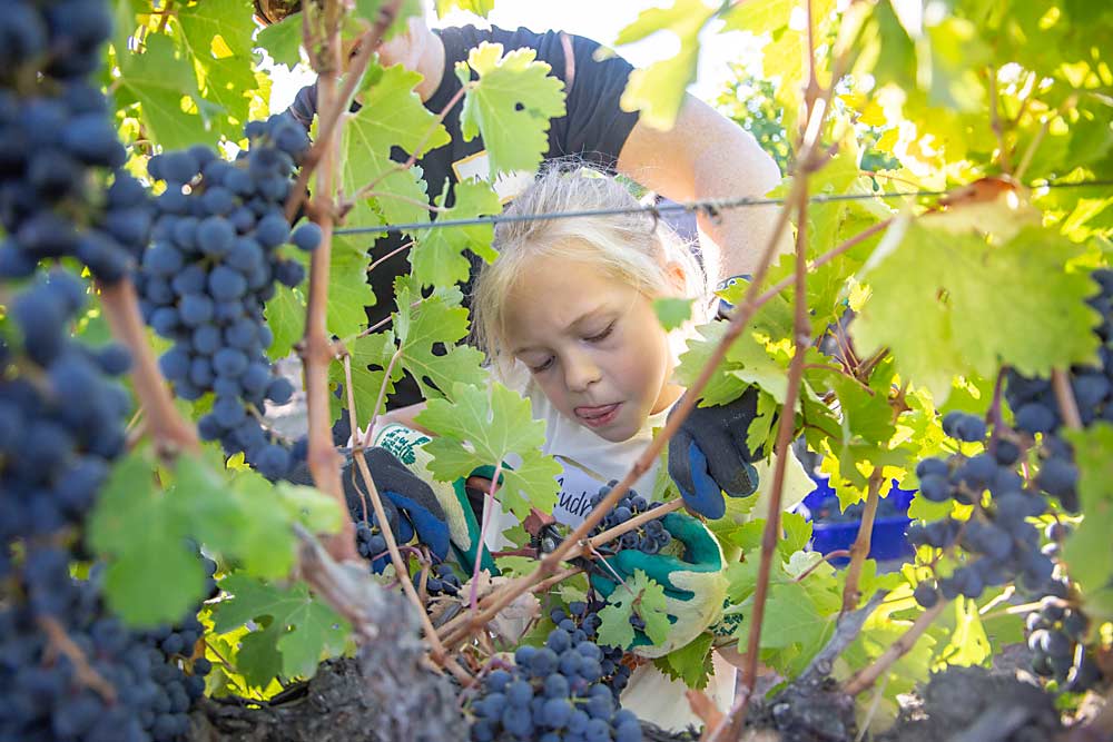 With a little help from her mom, April Bergez, 7-year-old Audrey Bergez of Kennewick concentrates to snip a Cabernet Sauvignon cluster. (Ross Courtney/Good Fruit Grower)