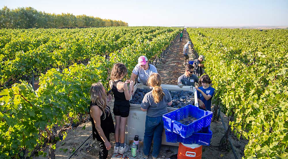 Each team worked two rows from north to south around a bin towed by an ATV. (Ross Courtney/Good Fruit Grower)