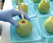 A member of Glass’s research group inoculates an apple with Listeria. The fruit is then used to make caramel apples, at which time they are tested for the bacteria. This provides insight into the potential for caramel apples to cause illness among consumers. (Courtesy Kathleen Glass)