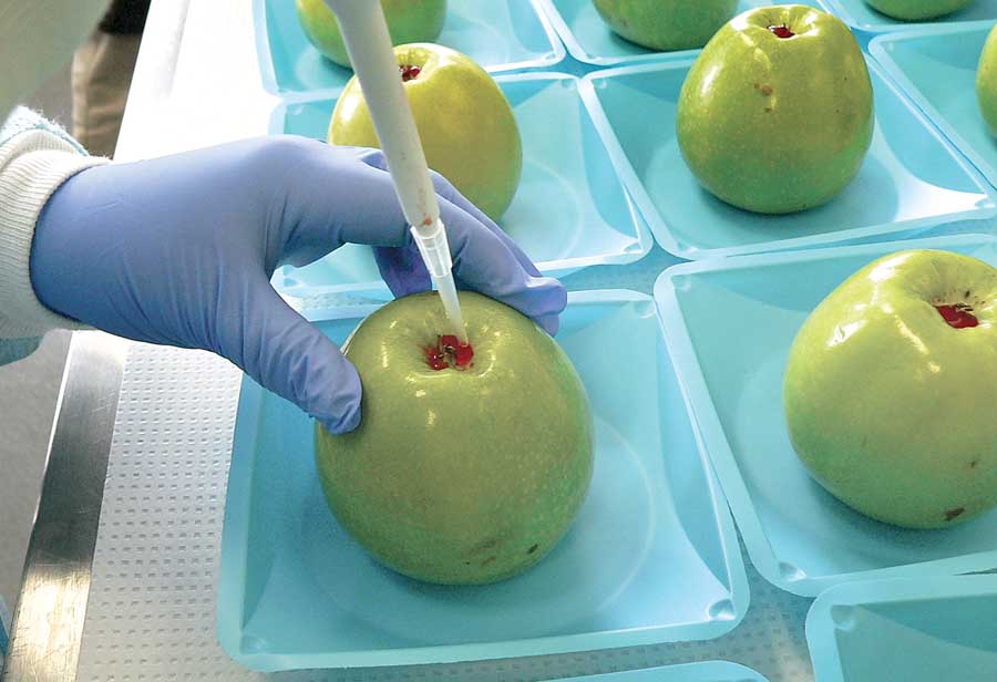 A member of Glass’s research group inoculates an apple with Listeria. The fruit is then used to make caramel apples, at which time they are tested for the bacteria. This provides insight into the potential for caramel apples to cause illness among consumers. (Courtesy Kathleen Glass)