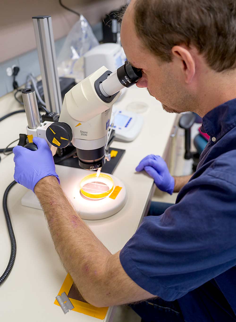 Research scientist William Walker injects codling moth eggs with CRISPR-Cas9 products to study gene function. (Courtesy Aram Langhans)