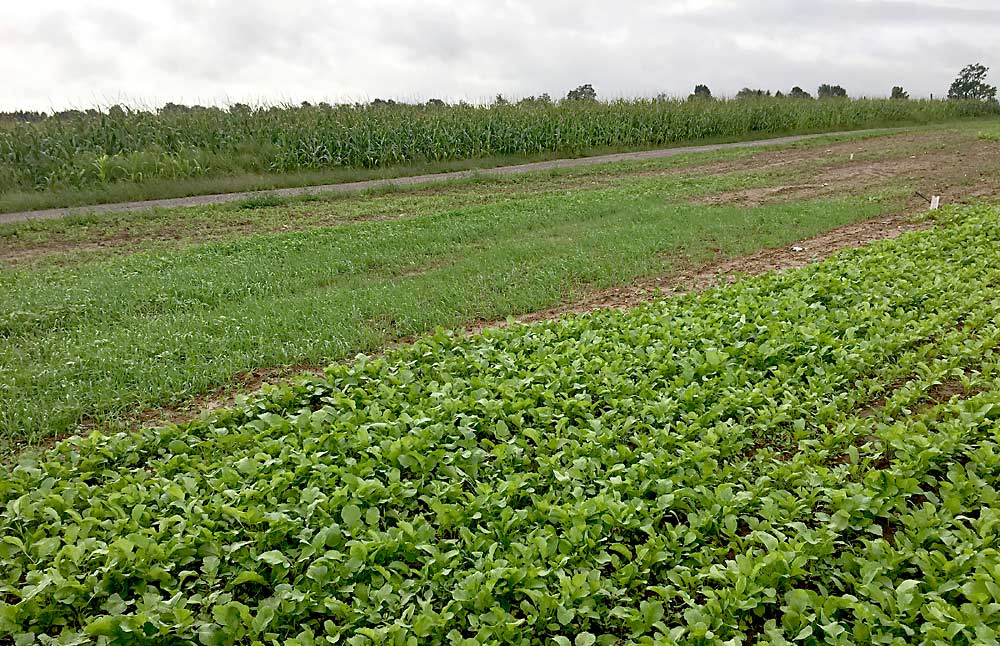 Before replanting apple trees, the Clarksville block was planted with oilseed radish, foreground, and black oats. These cover crops were two of seven preplant treatments Wilson and her team studied to see which work best against replant disorder in Michigan. (Courtesy Julianna Wilson/Michigan State University)