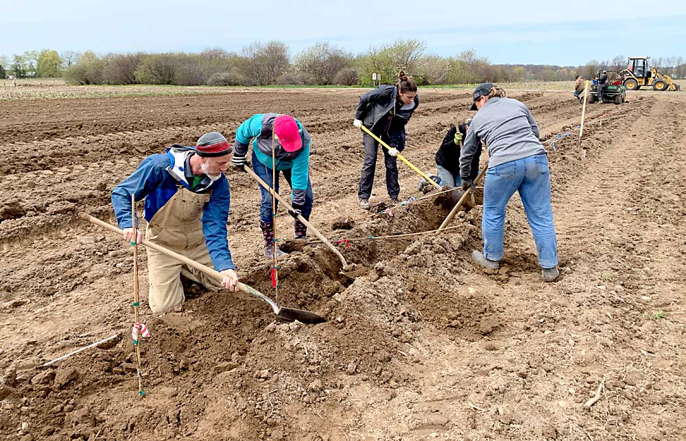 Michigan State University tree fruit physiologist Todd Einhorn, left, and other MSU personnel plant Honeycrisp trees in the Michigan Apple Replant Project block at Clarksville Research Center in May 2019. The trees are Honeycrisp on Budagovsky 9 and Geneva 214 rootstocks. (Courtesy Julianna Wilson/Michigan State University)