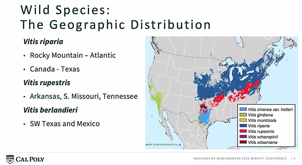 This slide shows the native range of grapevine species used as parents in the breeding of phylloxera-resistant rootstocks. Understanding the grape’s natural habitat can help growers understand what influences it may have on the rootstock performance, said viticulture professor Jean Dodson Peterson at California Polytechnic State University. (Courtesy Jean Dodson Peterson/California Polytechnic State University)