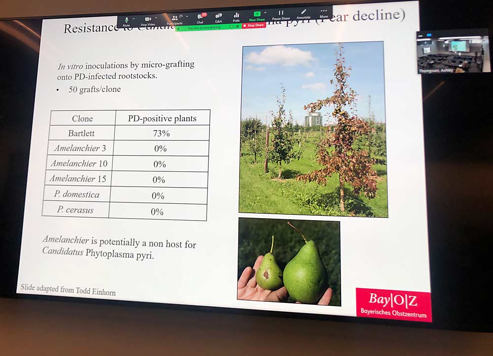 Various Amelanchier rootstocks seem to resist the phytoplasma that causes pear decline much better than does industry standard Old Home by Farmingdale 87, according to Oregon State University trials. (Ross Courtney/Good Fruit Grower)