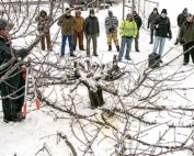 Lynn Long, center, in black coat behind box speaker, of Oregon State University Extension discusses the finer points of whole tree renewal pruning at an annual winter pruning workshop in December near The Dalles, Oregon. The technique, though seemingly drastic, involves cutting all the limbs of a cherry tree back at the same time to ensure balanced renewal growth. (Ross Courtney/Good Fruit Grower)