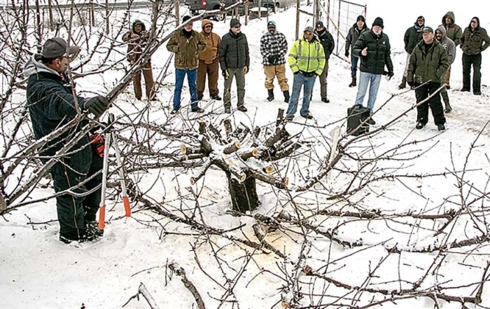Lynn Long, center, in black coat behind box speaker, of Oregon State University Extension discusses the finer points of whole tree renewal pruning at an annual winter pruning workshop in December near The Dalles, Oregon. The technique, though seemingly drastic, involves cutting all the limbs of a cherry tree back at the same time to ensure balanced renewal growth. (Ross Courtney/Good Fruit Grower)