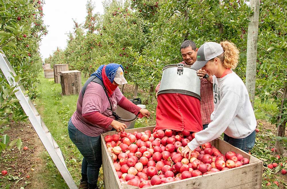 Elizabeth Wittenbach, right, inspects Buckeye Galas in September as Bernarda Lara Gonzalez, left, and Antonio Cortes dump them in the bin during harvest in Belding, Michigan. (Matt Milkovich/Good Fruit Grower)