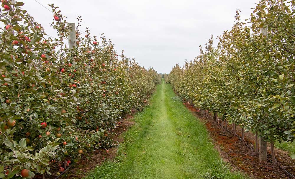 Honeycrisp harvest at Wittenbach Orchards was spotty this year, as some trees (such as those on the left) produced and others (such as those on the right) didn’t. Growers throughout Michigan experienced the same problem with Honeycrisp, but no one was quite sure of the cause. (Matt Milkovich/Good Fruit Grower)