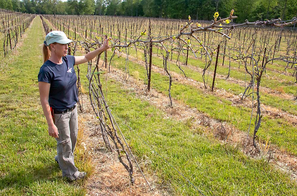 Jessica Youngblood examines Petite Pearl vines at Youngblood Vineyard in Ray, Michigan, in May. Petite Pearl, a cold-hardy hybrid from Minnesota breeder Tom Plocher, has survived the past two spring freezes in Southeast Michigan, giving the winery an adequate amount of wine to sell. (Matt Milkovich/Good Fruit Grower)