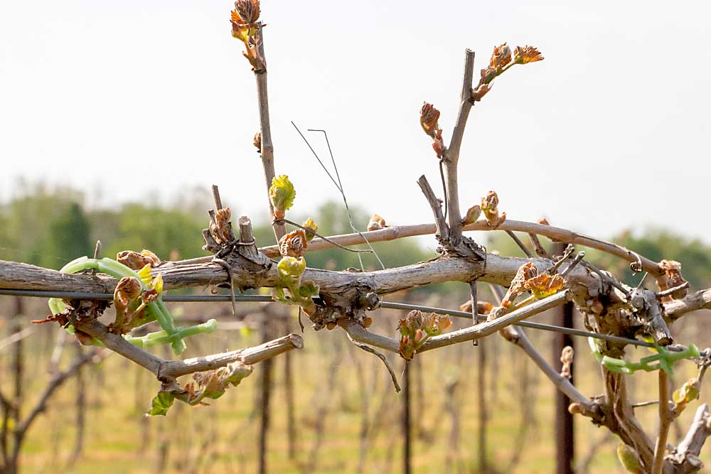 Some Marquette buds survived the spring freeze at Youngblood Vineyard, but others did not. They were still assessing the damage in late May. University of Minnesota varieties can survive a polar vortex, Jessica said, but buds are always vulnerable to a bad spring freeze. (Matt Milkovich/Good Fruit Grower)