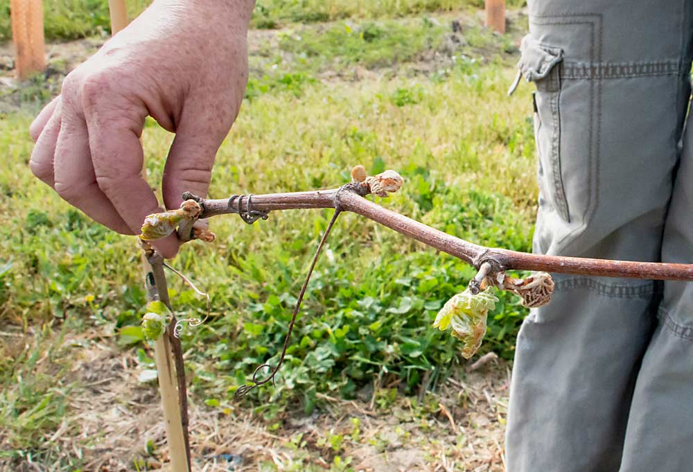 Jessica Youngblood displays a young Itasca vine at her family’s Detroit-area vineyard. The green buds survived the 2021 spring freeze; the brown buds did not. (Matt Milkovich/Good Fruit Grower)