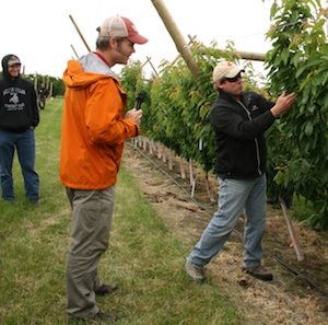  Grower Mark Hanrahan (right) tells Dr. Matt Whiting of his concerns about shading in this UFO cherry block.