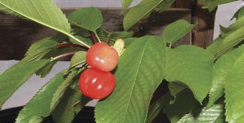 Ripening cherries pictured on March 30 at the All Seasons Fruit Co.