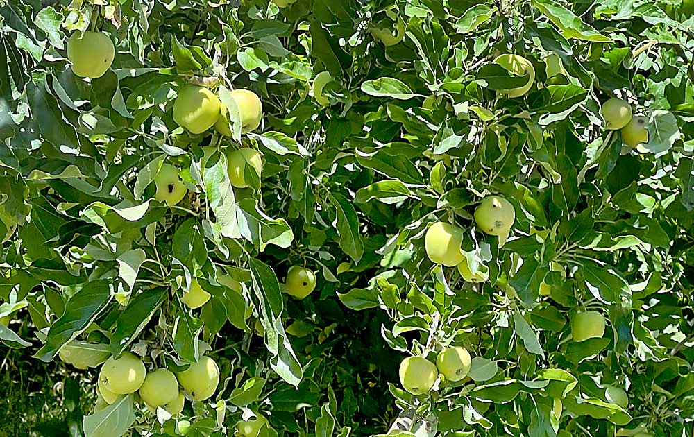 Codling moth has infested this tree, evidenced by brown holes in the fruit, seen in an abandoned 5-acre block of Golden Delicious near Wapato this spring. Mathews has since convinced the property owner to prune and manage the trees. (Courtesy Keith Matthews/Yakima County Pest Board)