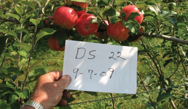 Doug Shefelbine’s new apple, DS 22, may debut this September, marketed by Wescott Agri-Products, which bought rights to the apple and organized growers to grow them. Inclement weather this spring may curtail marketing plans for this year. Photos courtesy of Doug Shefelbine
