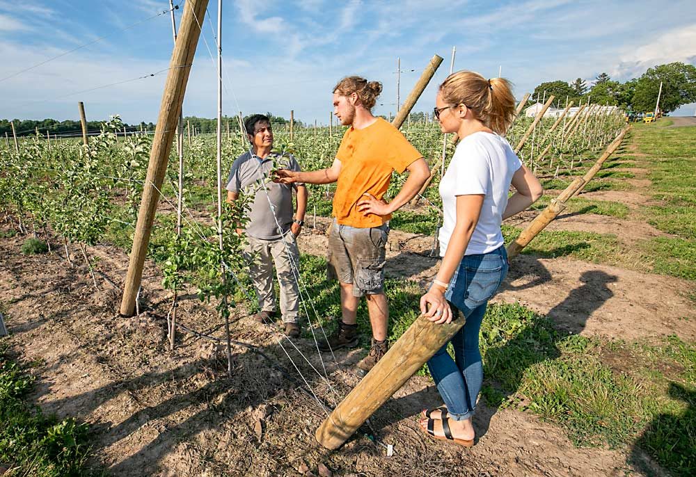 Alicia and Alec Abendroth, along with Marcelo Vasquez, show their “block of the future” new planting of Royal Red Honeycrisp on Malling 9 and Nic.29 in their orchard near Sodus, New York, in July. (TJ Mullinax/Good Fruit Grower)