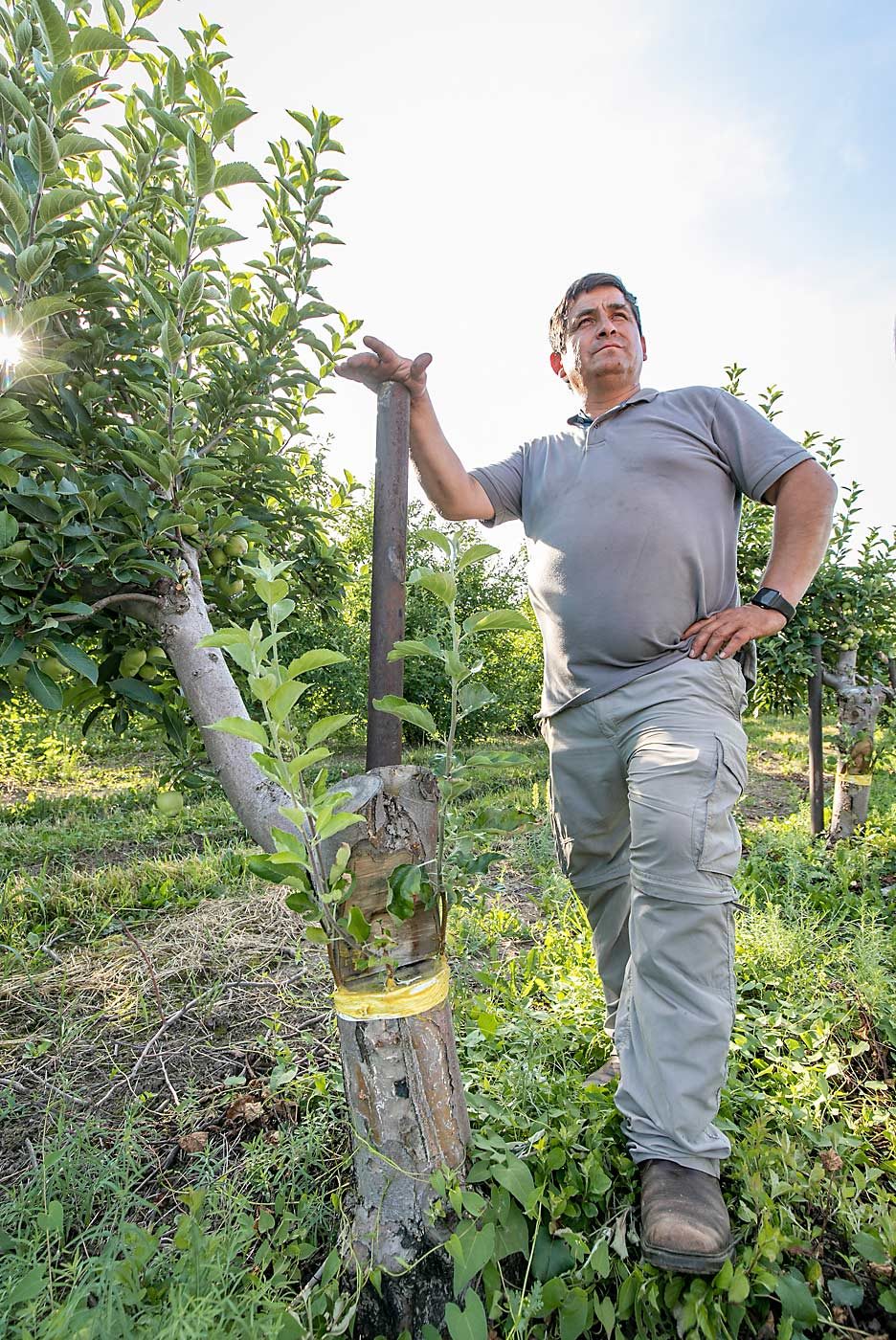 Marcelo Vasquez, the Abendroths’ farm manager, stands next to a former Red Delicious tree that’s been top-worked with three sticks of SnapDragon. The enormous nurse limb will be removed in stages as the new leaders grow, he said. (TJ Mullinax/Good Fruit Grower)