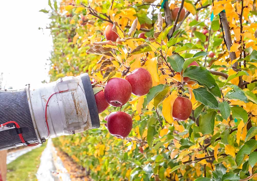 The vacuum end effector of Abundant Robotics’ harvester inhales a well-positioned Koru apple but does not reach the fruit behind leaves and limbs during an October trial north of Pasco, Washington. Both machines struggle with obscured apples, a problem growers must help solve through canopy and crop load management, to prepare their orchards for automation. (TJ Mullinax/Good Fruit Grower)