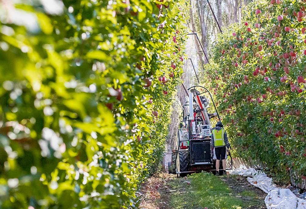 Nathan Baird, field operator from Abundant Robotics, monitors the automated vacuum harvester in early October in a Fuji apple block near Vantage, Washington. Company officials again tested the picker in Washington, saying they improved the machine’s vision system to color pick and the reliability of its hardware over last year. (TJ Mullinax/Good Fruit Grower)