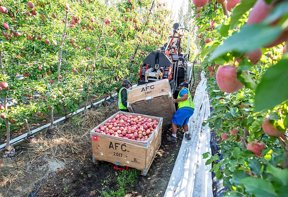 Abundant Robotics staff load an empty bin onto the robot. It will have the ability to swap bins automatically when commercialized. (TJ Mullinax/Good Fruit Grower)