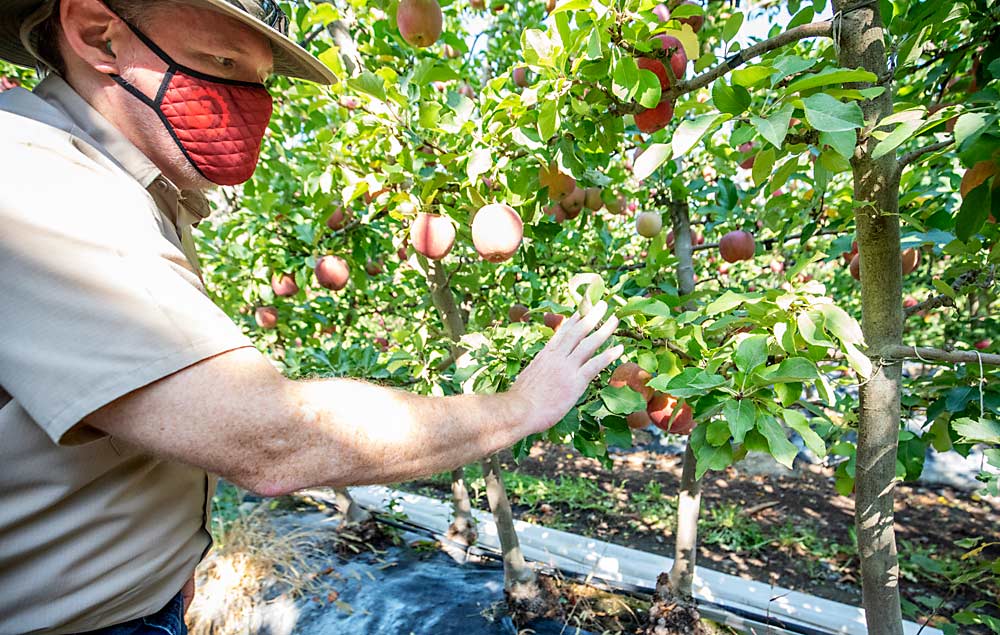 Abundant Robotics CEO Dan Steere points out a limb that might obstruct the robot’s vision and ability to reach an apple. For the robot to work, fruit must hang on the outside of the canopy, he said. (TJ Mullinax/Good Fruit Grower)