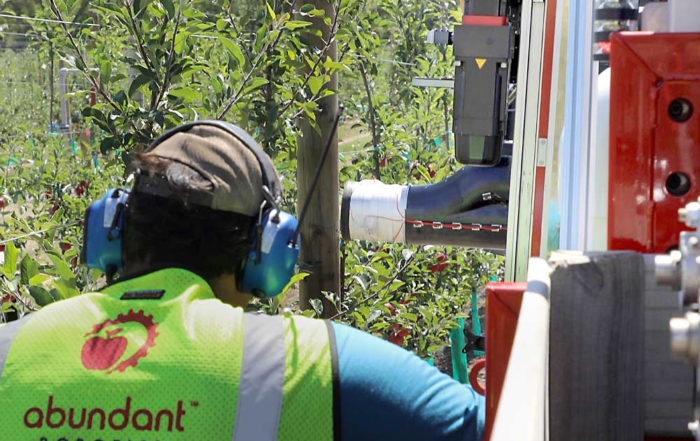 An Abundant Robotics employee monitors the end effector of the company's latest version of their robotic apple harvester at a T&G Global orchard in New Zealand in February 2019. The end effector uses a strong vacuum to pick apples from modern tree systems and deliver the fruit into a bin located at the rear of the machine. (Courtesy Abundant Robotics)