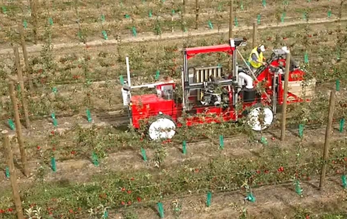 Seen in this image from Abundant Robotics’ announcement video, the latest version of its apple harvester works a commercial apple block in New Zealand. (Courtesy Abundant Robotics)