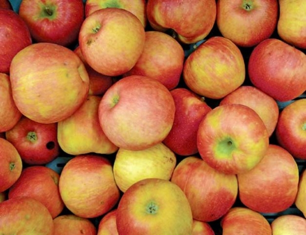 For good storage life, apples must be picked at optimum maturity. The standard starch iodine test is the easiest approach. The best levels for Honeycrisp are different.
