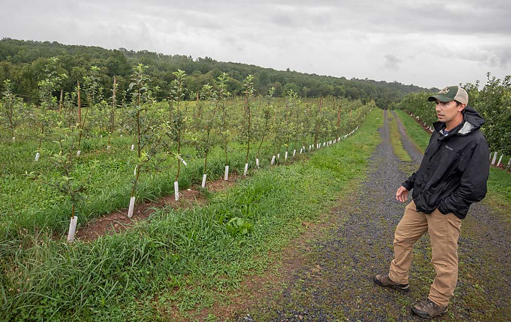 John Paul Baugher stands near an Ambrosia planting at Adams County Nursery in Biglerville, Pennsylania. He planted 10 acres of Ambrosia on a mix of rootstocks. Seen here in their second leaf in September 2021, the trees will be cropped for the first time this fall. (TJ Mullinax/Good Fruit Grower)