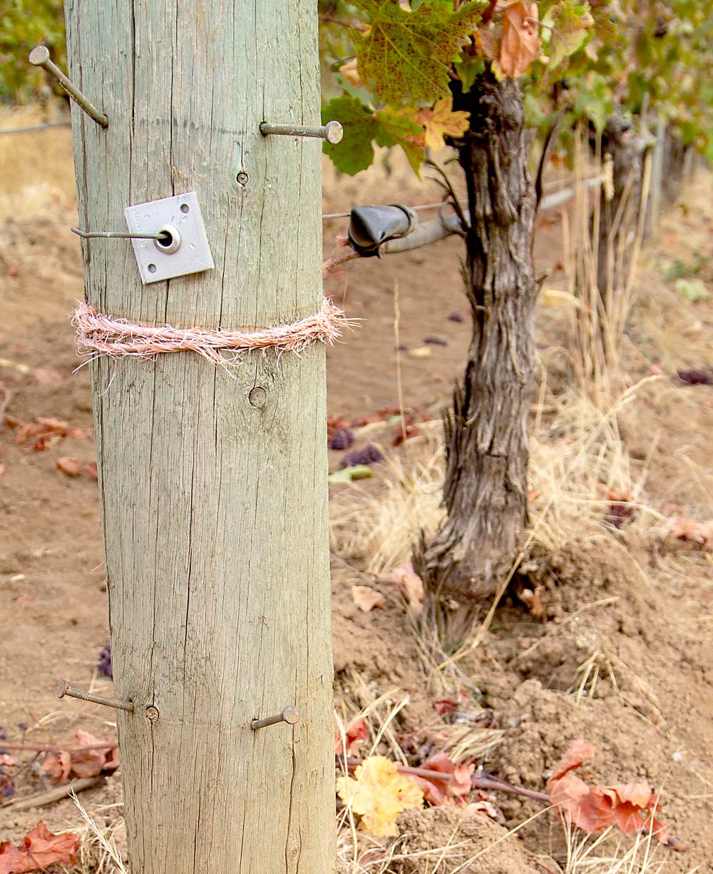 Nails in posts serve to keep the catch wires and irrigation tubing out of the mechanical weed cultivator’s path. The extra labor to add nails to all their wood posts was one of the unanticipated costs of Adelsheim’s decision to stop spraying herbicides. (Jonelle Mejica/Good Fruit Grower)