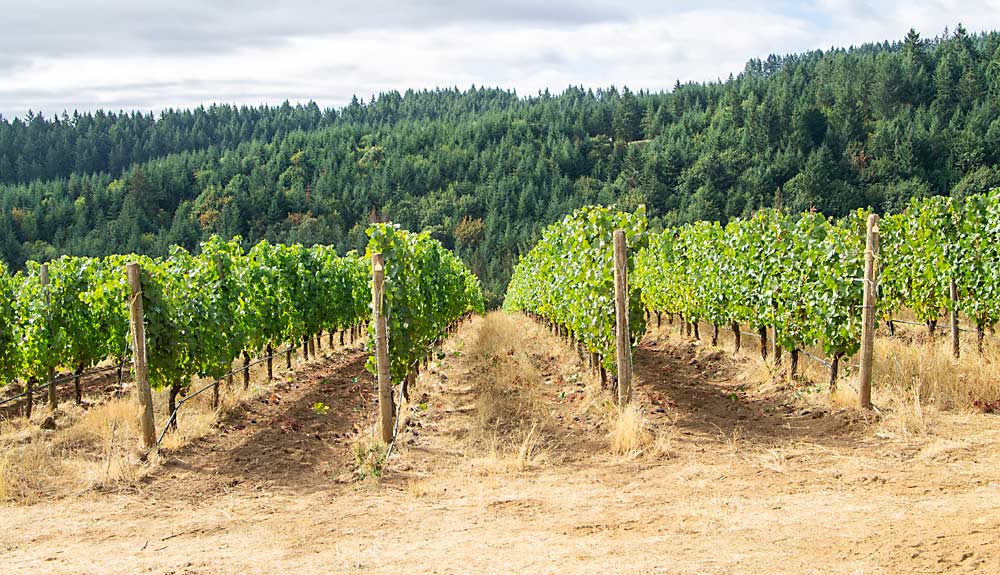 At Adelsheim’s Laurel Leaf Vineyard in Hillsboro, Oregon, they use a 50-50 combination of permanent grass and clean cultivated soil to get the right balance between vigor and competition among the vines, shown here in alternating rows near the end of harvest in September. Adelsheim farms without herbicides and manages its unfarmed land as part of a complete system. “That forest is literally connected to how we are managing this vineyard,” said Kelli Gregory, vineyard manager. (Jonelle Mejica/Good Fruit Grower)