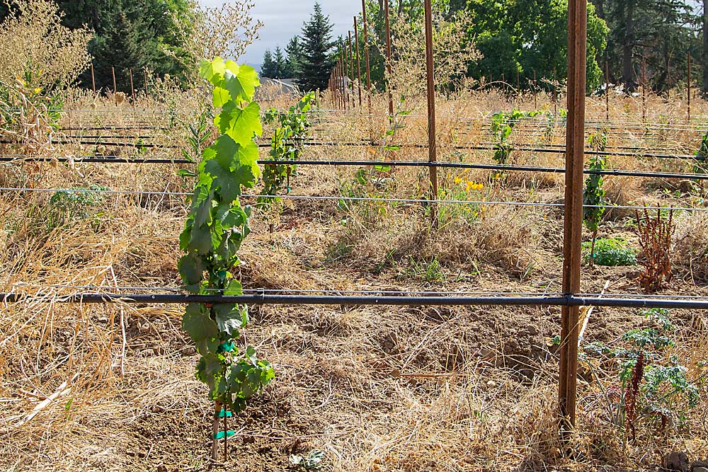 The areas right around these 1-year-old vines are cleared by hand, but the rest of the block shows the effects of farming without herbicides. “This is what establishment looks like when you’re not spraying herbicides,” said vineyard manager Kelli Gregory. “By and large, the biggest challenge is with baby vines.” (Jonelle Mejica/Good Fruit Grower)