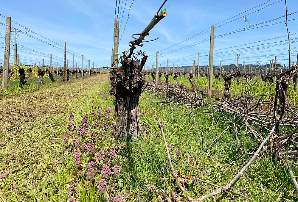 In early spring at Adelsheim’s Calkins Lane Vineyard, piles of pruning wood are mulched with a flail mower, as seen at left, returning carbon back to the soil. (Courtesy Kelli Gregory/Adelsheim Vineyard)