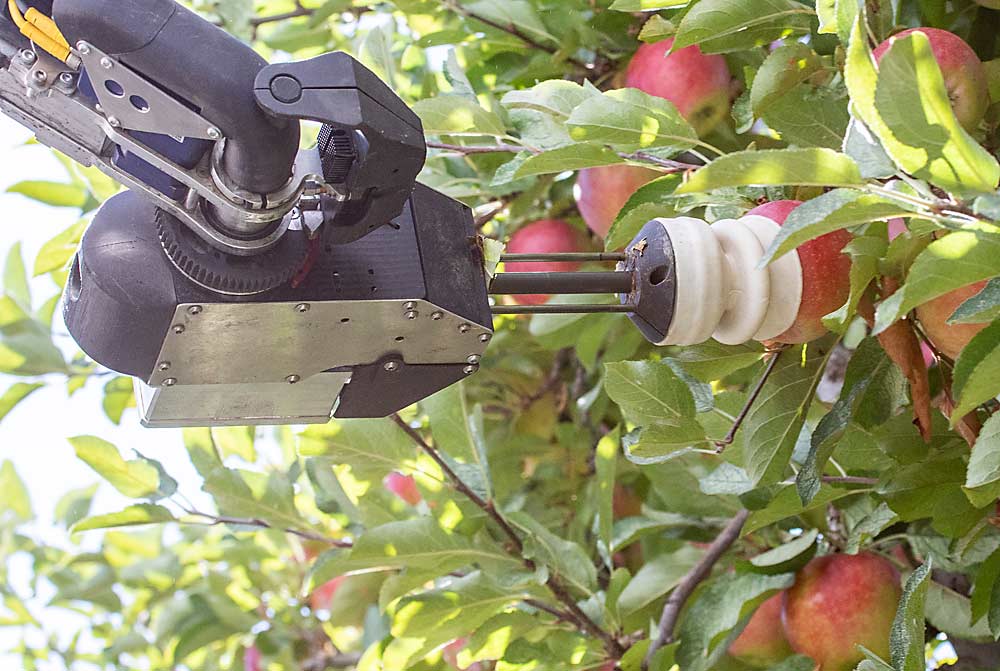 A suction cup extends from the intricate end effector, now ensconced in a protective case, to lock onto an apple. (TJ Mullinax/Good Fruit Grower)