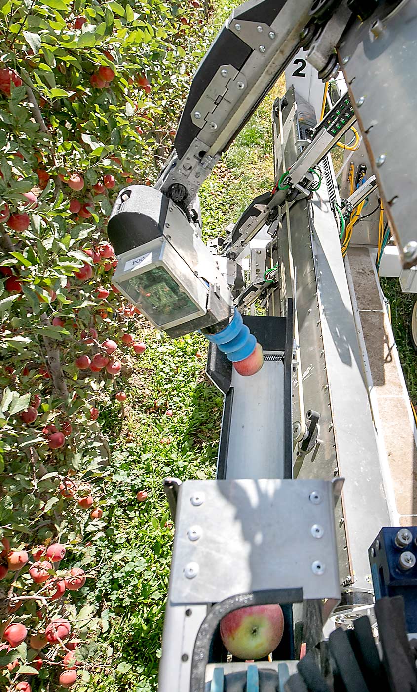 The articulated arms of the end effectors rotate to place apples onto a system of belts and escalators that lead to a bin. The harvester runs on a gas-powered engine that charges a battery to run the electronics. (TJ Mullinax/Good Fruit Grower)