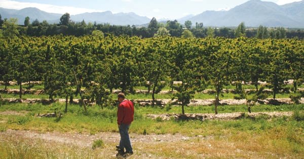 Shawn Gay visits a high-producing Bing, Lapins, and Sweetheart orchard in the Puente Negro area of Chile.