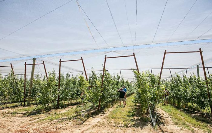At Monument Hill Orchards, the shade netting is installed over 150 acres of Honeycrisp. Workers put up and take down the nets with scissor lifts, an expensive proposition that they must time correctly because they will only do it once, according to manager Tom Gausman. (TJ Mullinax/Good Fruit Grower)