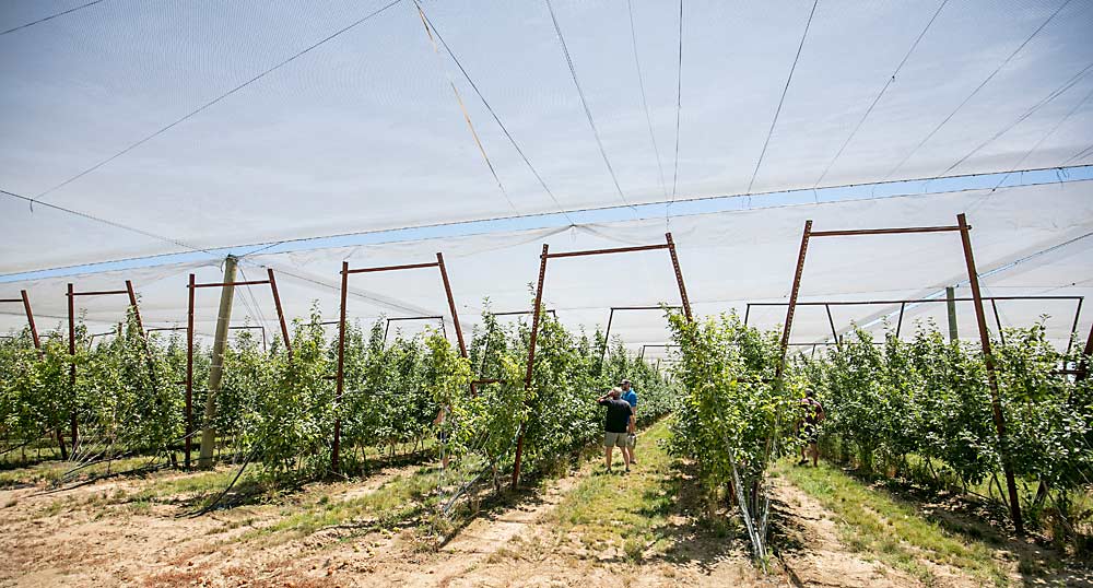 At Monument Hill Orchards, the shade netting is installed over 150 acres of Honeycrisp. Workers put up and take down the nets with scissor lifts, an expensive proposition that they must time correctly because they will only do it once, according to manager Tom Gausman. (TJ Mullinax/Good Fruit Grower)
