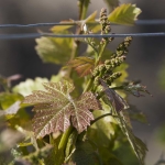 Airfield Estates owner, Marcus Miller, says the Dolcetto wine grape variety consistently produces high quality wines. Miller points out Dolcetto has a distinctive reddening on the leaf and requires heavy thinning in the late spring. (TJ Mullinax/Good Fruit Grower)