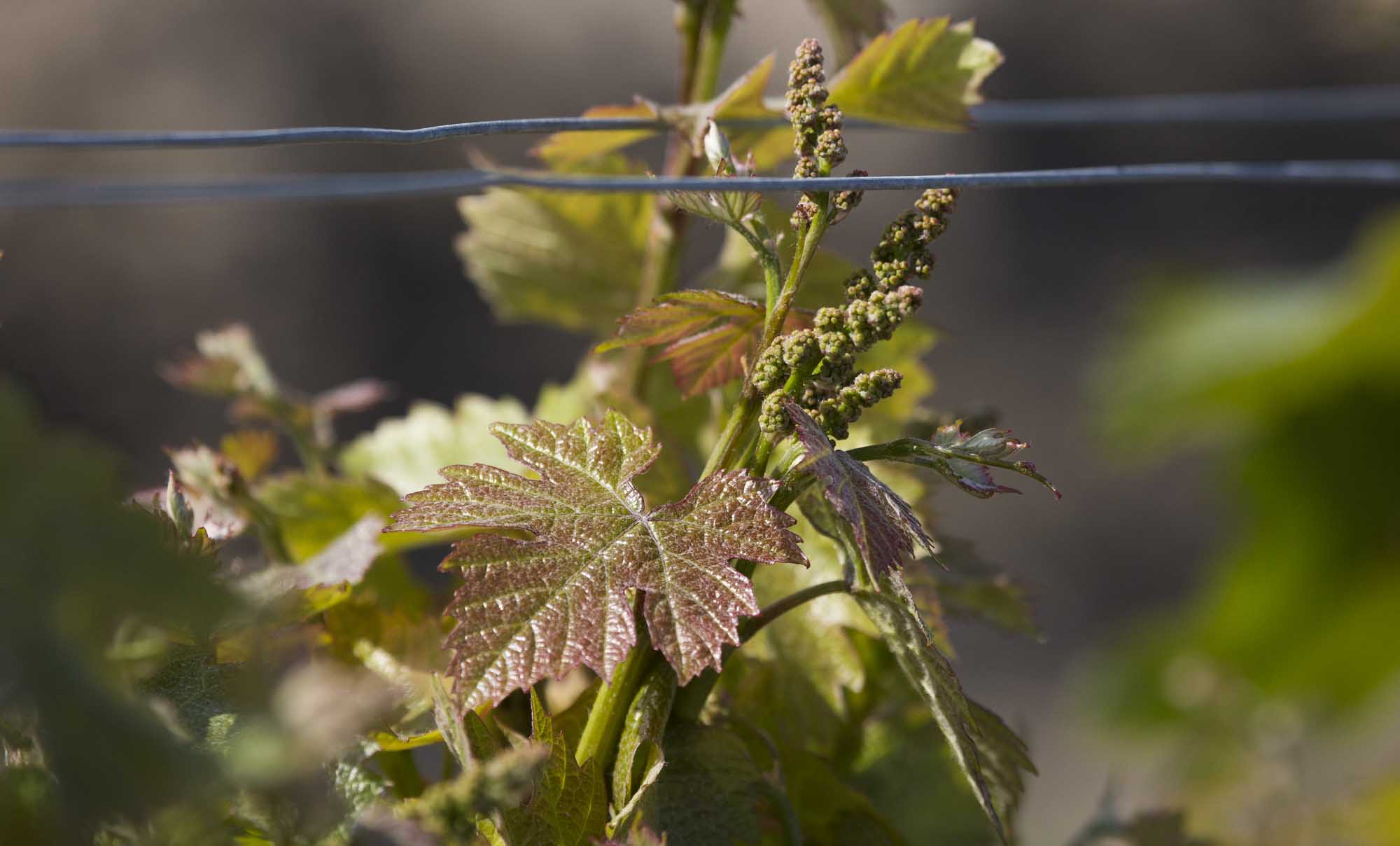 Airfield Estates owner, Marcus Miller, says the Dolcetto wine grape variety consistently produces high quality wines. Miller points out Dolcetto has a distinctive reddening on the leaf and requires heavy thinning in the late spring. (TJ Mullinax/Good Fruit Grower)
