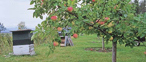 Goodland apples at Dan Elliott's orchard, Wasilla, Alaska. Photo by Julie Riley, University of Alaska, Fairbanks, Cooperative Extension Service  