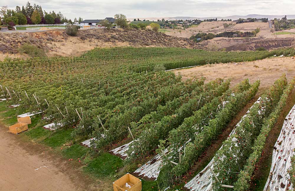 A V-trellis Honeycrisp block near Yakima, Washington, in 2020. Growers in Washington and elsewhere have learned a lot about growing Honeycrisp, including where to plant them, said Bruce Allen, owner of this block. (TJ Mullinax/Good Fruit Grower)