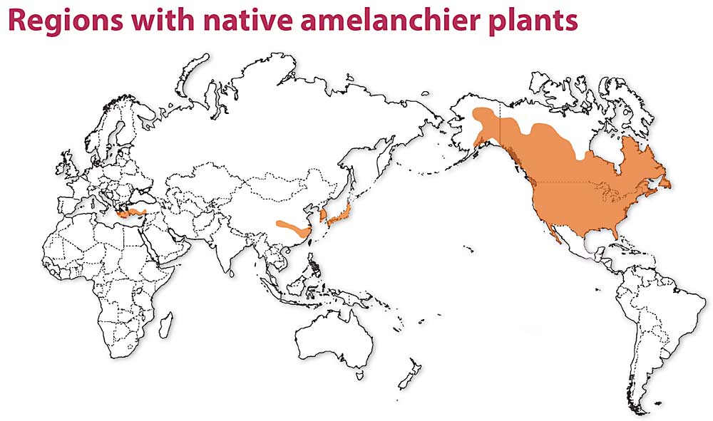 Researchers suspect plants in the Amelanchier genus, native to North America, could provide rootstocks that would give pears the dwarfing, cold-hardy and disease-resistant qualities needed for high-density production. (Source: “Molecular Phylogenetics and Evolution”)